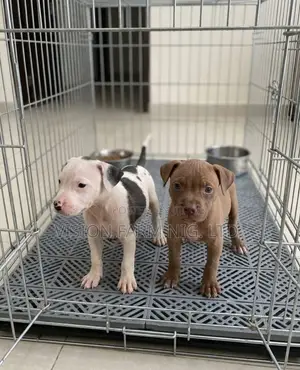 1-3 months Male Purebred American Pit Bull Terrier