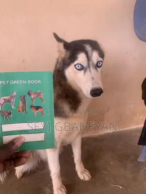 1+ year Female Purebred Siberian Husky