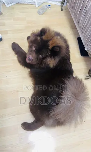 6-12 months Male Purebred Chow Chow