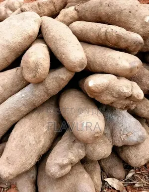 Fresh White Yam 1-100 Tubers