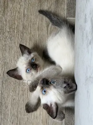 1-3 months Male Purebred Siamese