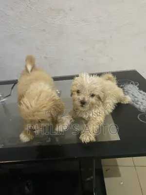 0-1 month Male Purebred Lhasa Apso