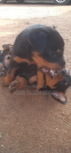 1-3 months Male Purebred Rottweiler