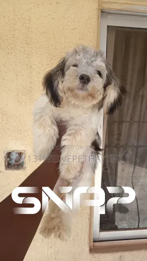1-3 months Female Purebred Lhasa Apso