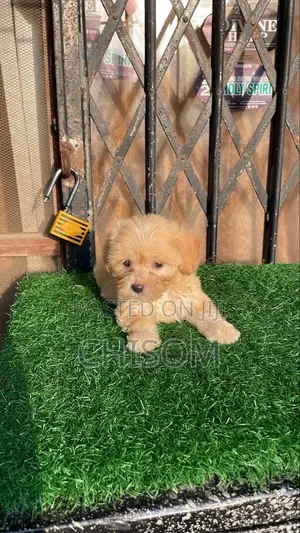1-3 months Female Purebred Lhasa Apso