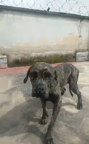 1+ year Female Purebred Boerboel