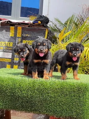 1-3 months Female Purebred Rottweiler