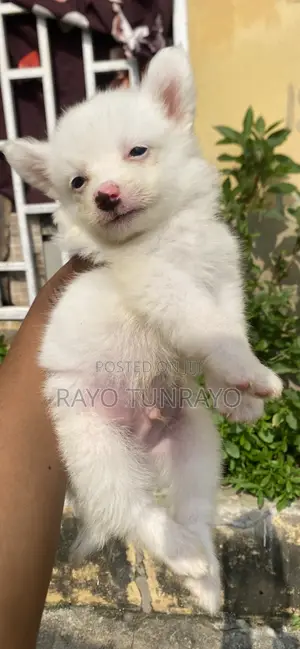 0-1 month Male Purebred American Eskimo