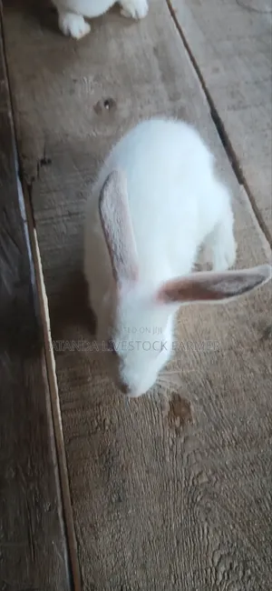 Rabbit Mother and Kit