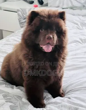 6-12 months Male Purebred Chow Chow