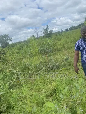 100 Acres of Quality Farm Land at Iseyin Oyo State