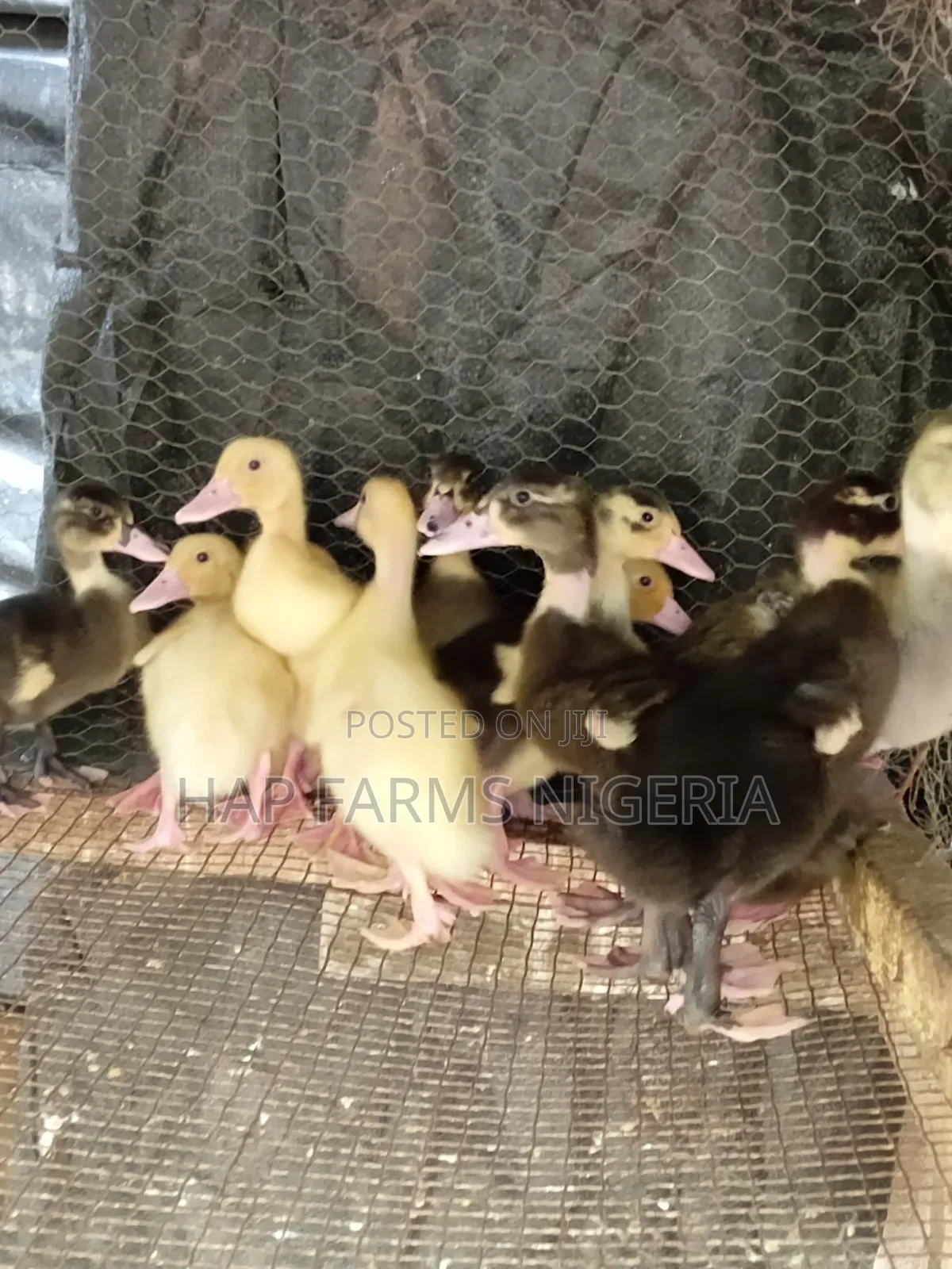 Foreign Duck Growers