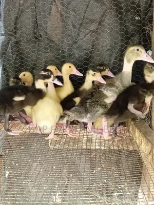 Foreign Duck Growers