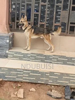 6-12 months Male Purebred German Shepherd