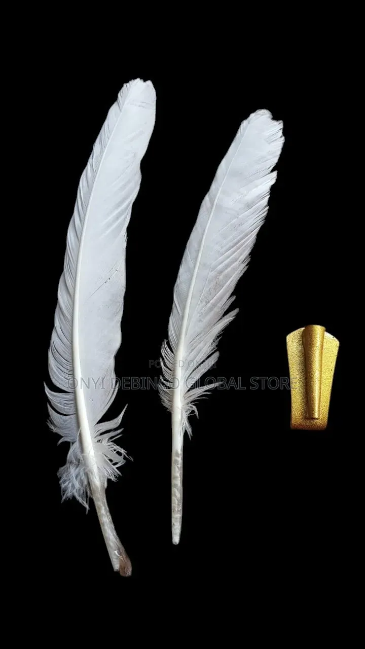 Original White Eagle Feather for Igbo Red Cap Chieftaincy/ Wedding