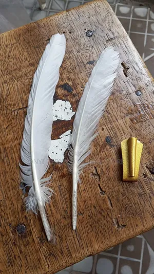 Original White Eagle Feather for Igbo Red Cap Chieftaincy/ Wedding