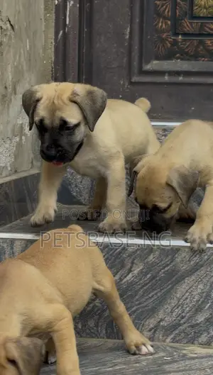 1-3 months Female Purebred Boerboel