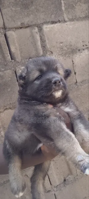 1-3 months Female Purebred Caucasian Shepherd