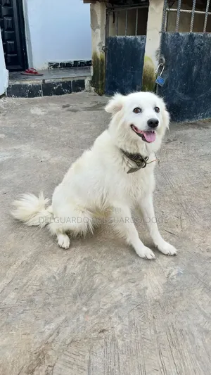 1+ year Female Purebred American Eskimo
