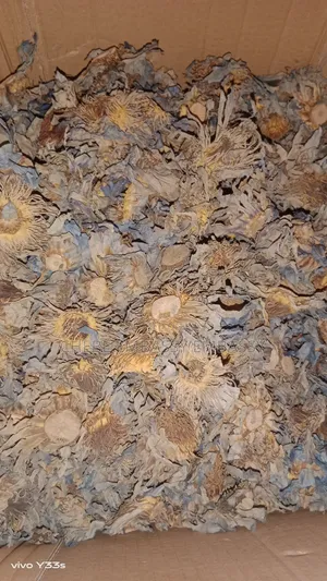 Dry Blue Lotus /50g