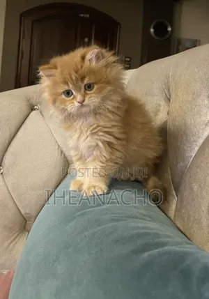 1-3 months Male Mixed Breed Persian