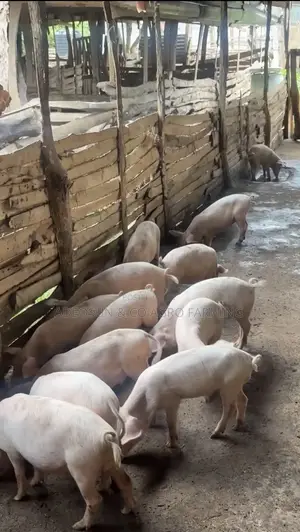 F1 Hybrid Grower Pigs for Sale