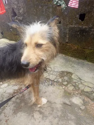 1+ year Male Purebred Irish Terrier