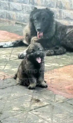 1-3 months Female Purebred Caucasian Shepherd