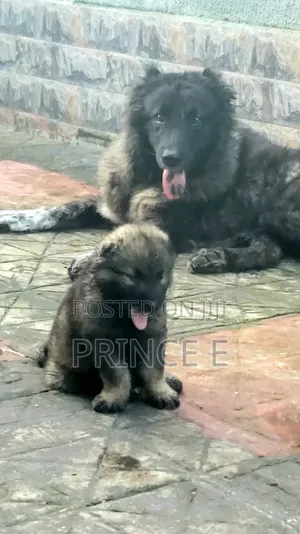 1-3 months Female Purebred Caucasian Shepherd