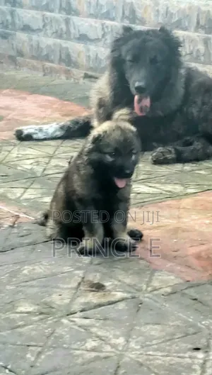 1-3 months Female Purebred Caucasian Shepherd