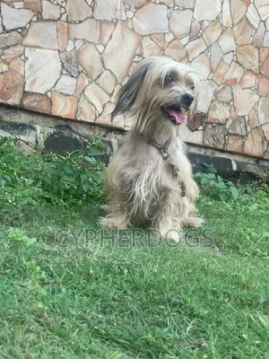1+ year Female Purebred Lhasa Apso