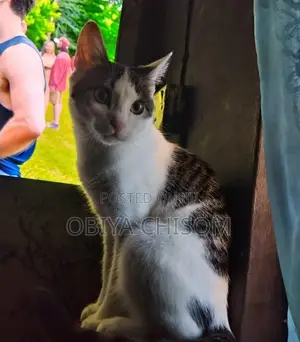 6-12 months Male Mixed Breed Tabby