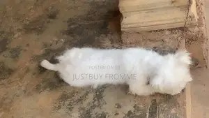 6-12 months Female Purebred Lhasa Apso