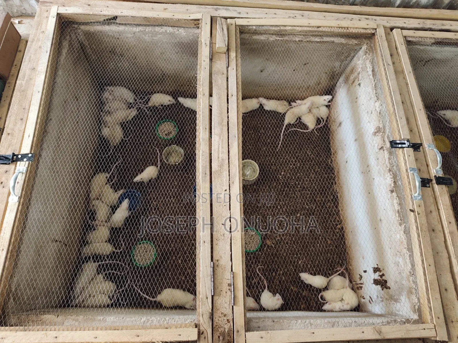 Advert for Laboratory (Albino) Rats