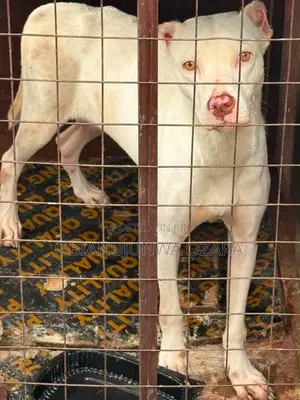 6-12 months Female Purebred American Pit Bull Terrier