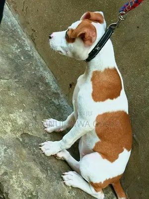 3-6 months Female Purebred American Pit Bull Terrier