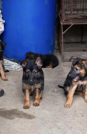 1-3 months Female Purebred German Shepherd