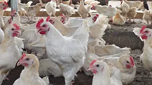 For Sale White-Feathered Broiler Live Chicken Rooster