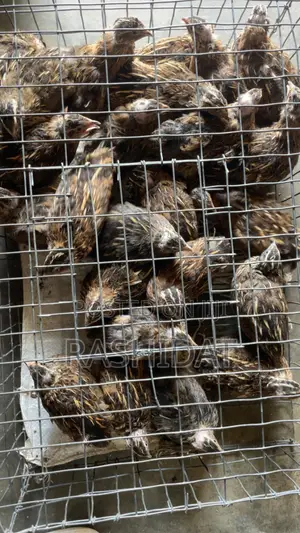 Quail Chicks