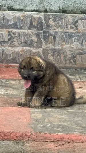 1-3 months Female Purebred Caucasian Shepherd