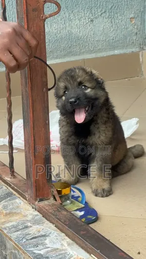 1-3 months Female Purebred Caucasian Shepherd
