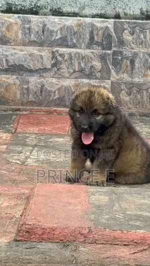 1-3 months Female Purebred Caucasian Shepherd