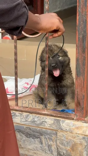 1-3 months Female Purebred Caucasian Shepherd