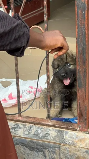 1-3 months Female Purebred Caucasian Shepherd