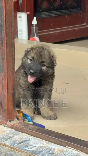 1-3 months Female Purebred Caucasian Shepherd