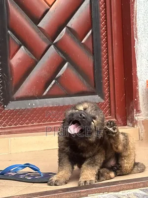 1-3 months Female Purebred Caucasian Shepherd