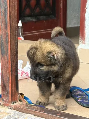 1-3 months Female Purebred Caucasian Shepherd