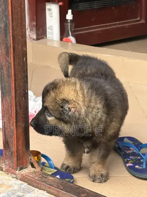 1-3 months Female Purebred Caucasian Shepherd