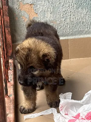 1-3 months Female Purebred Caucasian Shepherd