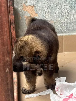 1-3 months Female Purebred Caucasian Shepherd